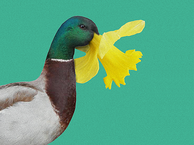 Pato Narciso collage color costa rica duck flower green tropical yellow