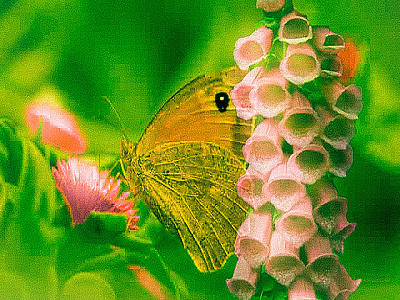Butterfly butterfly foxglove photo editing pink