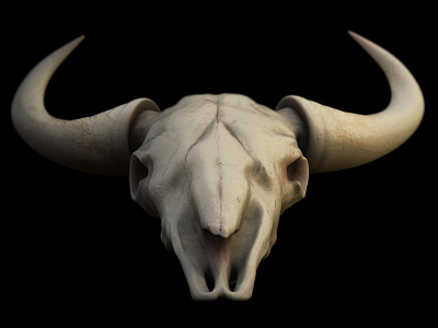 Skull Test 3d ben christie bone model skull vray zbrush