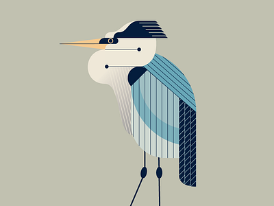 Blue Heron illustration