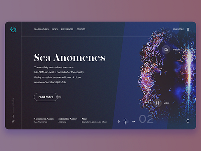 Sea Anemone sea sea creature ui ux ui ux design web design