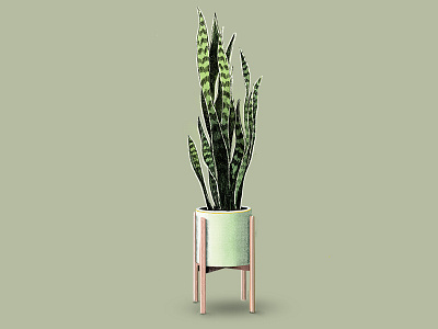 Sansevieria Plant green illustration leaves plant sansevieria urban jungle