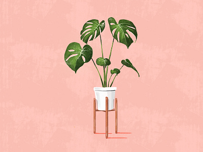 Monstera