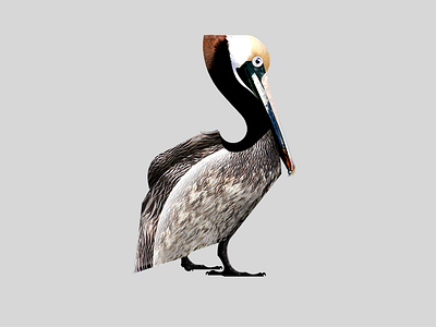 Animals Series Pelican Aniskhaneev 800 600 animal art bird character digital art illustration shape texture