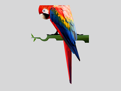 Animals Series Parrot Aniskhaneev 800x600 animals art bird character digital art illustrartion shape texture