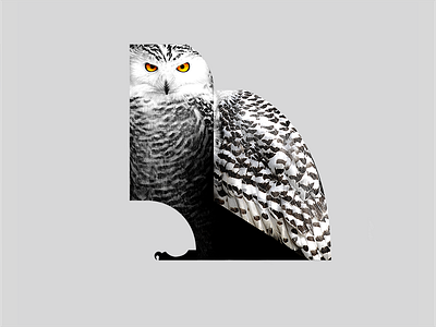 Animals Series Owl Aniskhaneev 800x600 animals art bird character digital art illustrartion shape texture