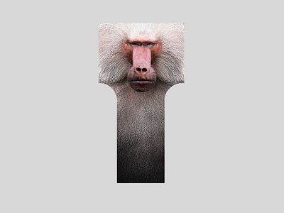 Animals Series Baboon Aniskhaneev 800x600 animals art baboon character digital art illustrartion shape texture