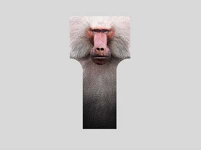 Animals Series Baboon Aniskhaneev 800x600