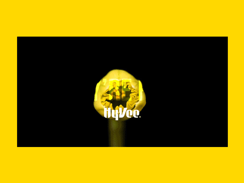 Daffodil Social Post [Hy-Vee, Inc Project] bloom da daffodil flowers loop motion graphic spring yellow