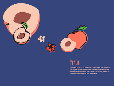 Peach fruit illustration peach