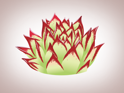 Progress—Echeverria agavoides 'Lipstick' illustration plant succulent vector