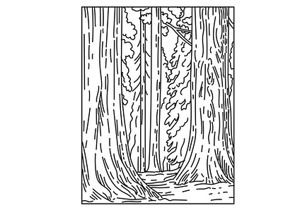 Groves of Redwoods in Sequoia National Park Mono Line Art scenery