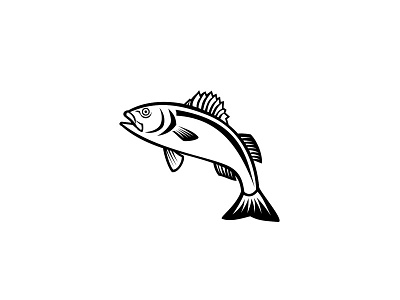 European Seabass Sea Bass Jumping Up Mascot Black and White