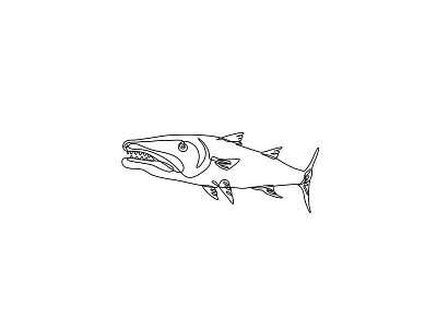 Barracuda or Cuda Viewed from Side Continuous Line Drawing barracuda continuous line drawing cuda doodle fish large predatory fish marine animal mono line rafinesque ray finned fish side sphyraenidae