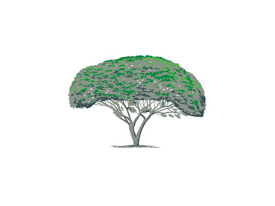 Mimosa Tree or Albizia Julibrissin WPA Art acacia acacia dealbata albizia julibrissin blue wattle branches canopy flat topped crown mimosa mimosa tree silver wattle trunk wpa