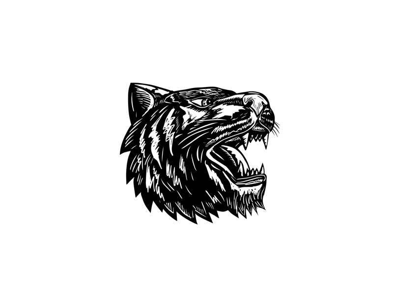 Tiger Growling Scratchboard retro woodcut head big cat feline growling scraperboard tiger scratchboard