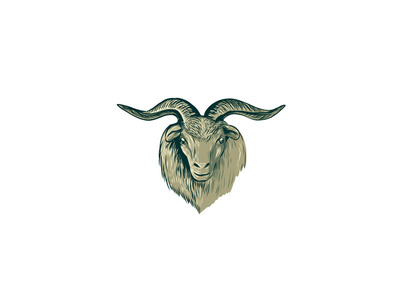 Cashmere Goat Head Drawing