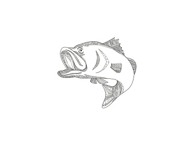 Barramundi Jumping Doodle Art asian sea bass barramundi catadromous fish doodle ispecies lates calcarifer latidae