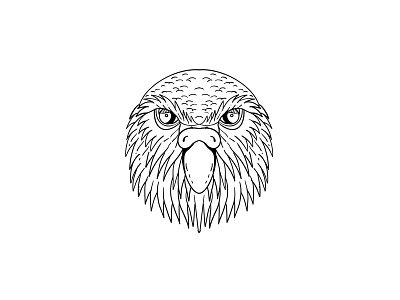 Kakapo Owl Parrot Head Drawing Black and White bird doodle drawing endangered endemic engraved flightless bird ground dwelling parrot hand drawn handmade head ink kakapo line drawing new zealand night parrot nocturnal owl parrot shading strigopoidea