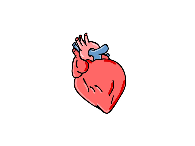 Human Heart Cartoon by Aloysius Patrimonio on Dribbble