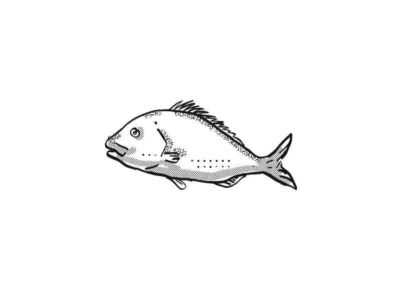 Snapper New Zealand Fish Cartoon Retro Drawing by Aloysius Patrimonio ...