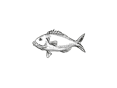 Tarakihi New Zealand Fish Cartoon Retro Drawing artwork black and white cartoon dots drawing fish graphic half tone dots hand drawing isolated line drawing marine life retro shading side view sketch species tarakihi white