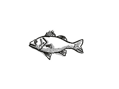 Australian Bass Fish Cartoon Retro Drawing artwork bass black and white cartoon drawing fish graphic hand drawing isolated line drawing marine life retro side view sketch species tropical fishes white