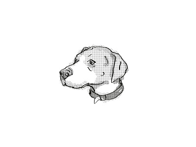 English Foxhound Dog Breed Cartoon Retro Drawing