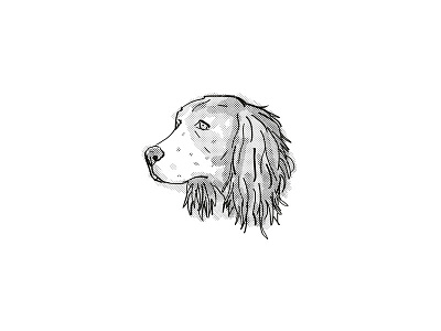 English Springer Spaniel Dog Breed Cartoon Retro Drawing animal breed canine cartoon dog domestic dog drawing head hound isolated mammal mongrel pet puppy retro species watchdog white working