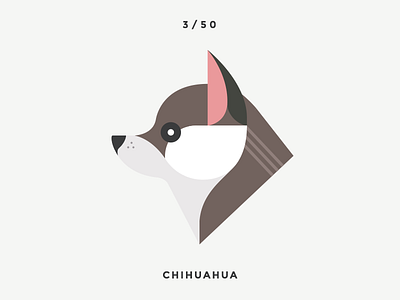 Chihuahua animal chihuahua clean dog dogs flat icon illustration pet pets swiss vector