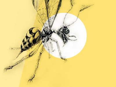 Wasp Critter ink insect wasp