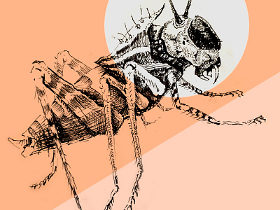 Hopper Critter ink insect illustration