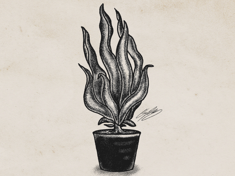 Plant drawing In Procreate by Charley Pangus on Dribbble