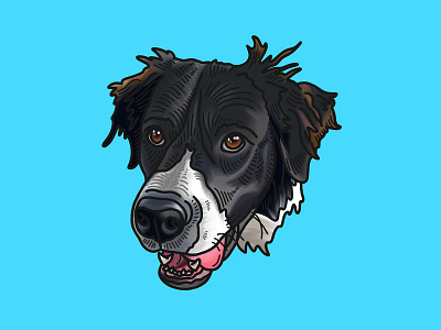 Freddy! design dog illustration