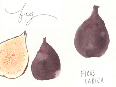 Fig illustration 2 calligraphy fig fruit pencil watercolor