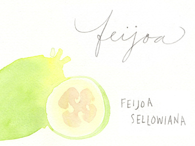 Feijoa illustration calligraphy feijoa fruit new zealand pencil watercolor