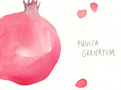 Pomegranate illustration calligraphy fruit pencil pomegranate watercolor