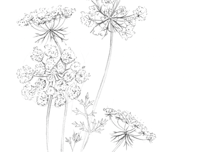 Queen Anne's Lace/ Wild Carrot drawing botanical floral flower illustration pencil study