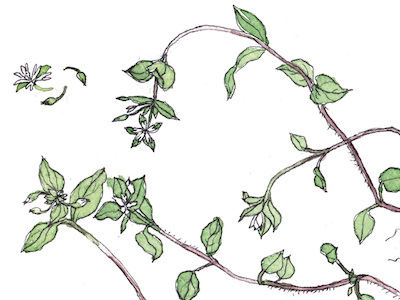 Chickweed Botanical Illustration