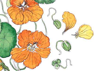 Nasturium Botanical Illustration