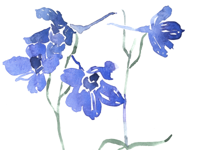 Watercolor study of Delphinium by Erin Ellis on Dribbble