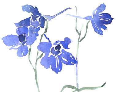 Watercolor study of Delphinium floral botanical purple flowers blue flowers larkspur delphinium