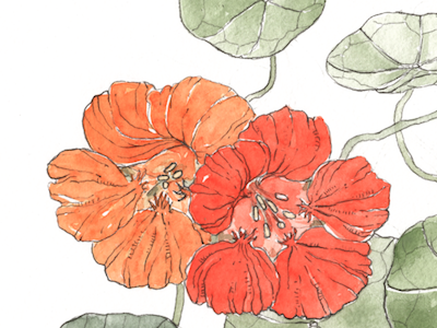 Nasturtium detail botanical case for making hand drawn illustration nasturtium orange flowers pencil watercolor