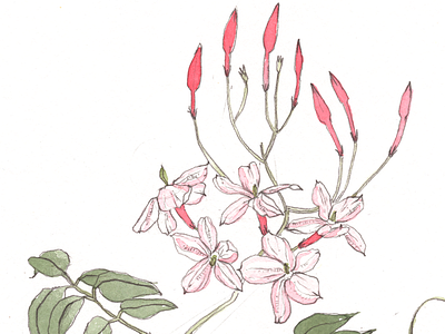 Pink Jasmine botanical illustration botanical case for making hand drawn illustration pencil pink flowers pink jasmine watercolor