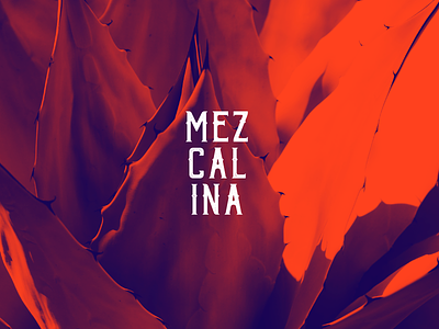 Mezcalina adobe photoshop cc brand design logo logotype mexico mezcal typography