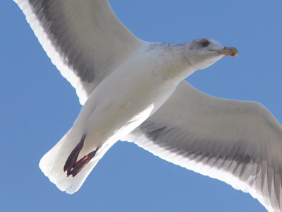 Seagull