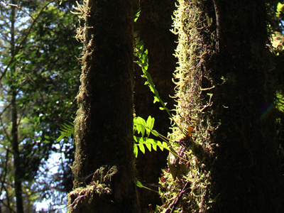 Forest california ferns forest hiking moss nature nature photography redwood redwood forest redwoods trees