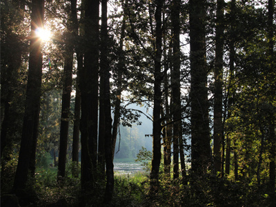 Lakeside boating california camping canoe fishing lake nature nature photography trees