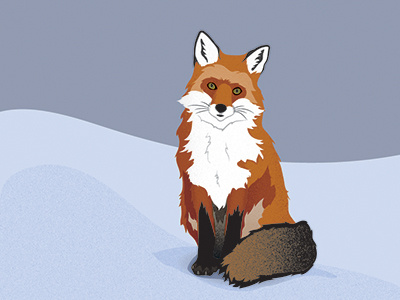 Winter Fox fox illustration winter