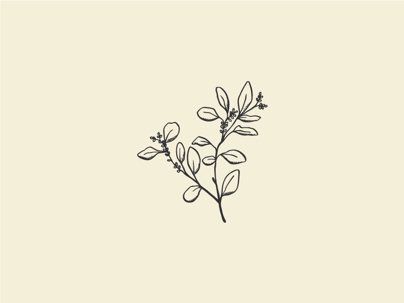 Illustration | seeded eucalyptus by Kelsey Avera on Dribbble